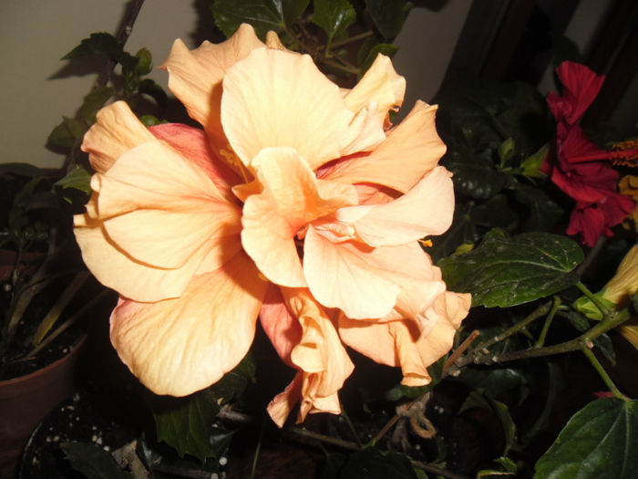 Clasic Apricot