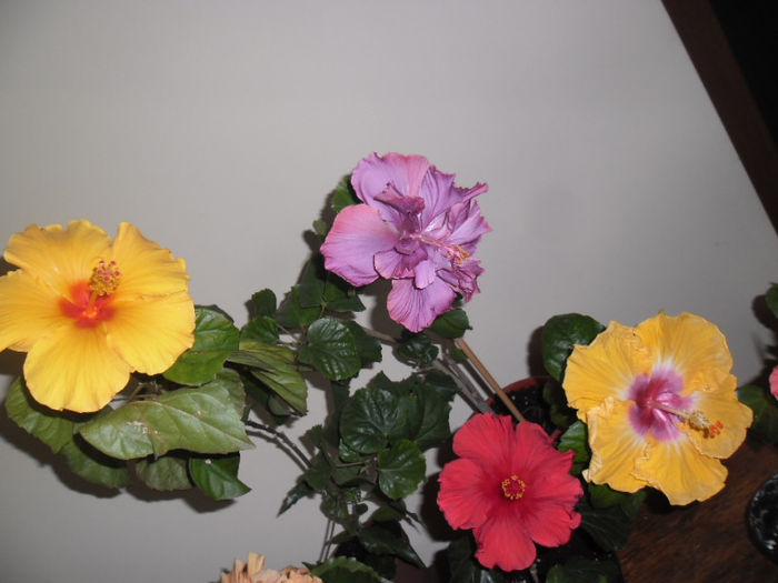 hibiscus grup