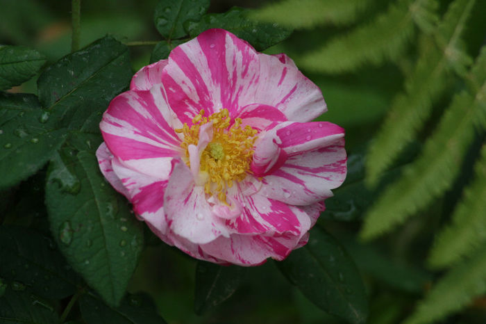 Rosa galica Versicolor