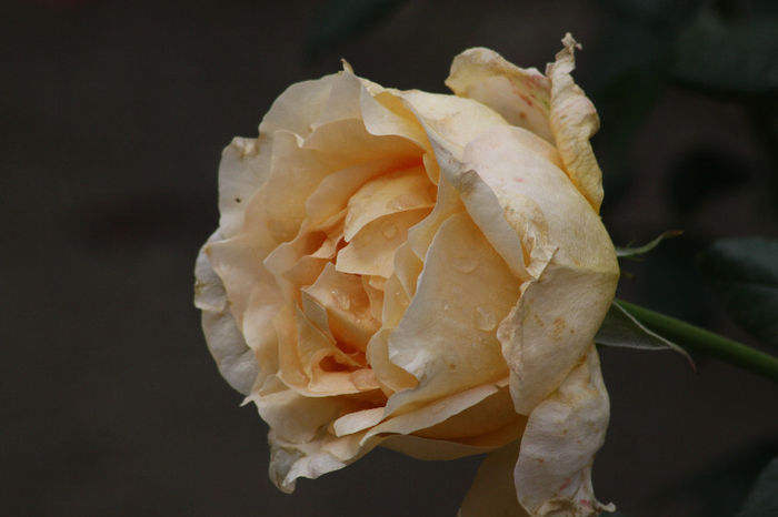 IMG_4889 - Roses 2013