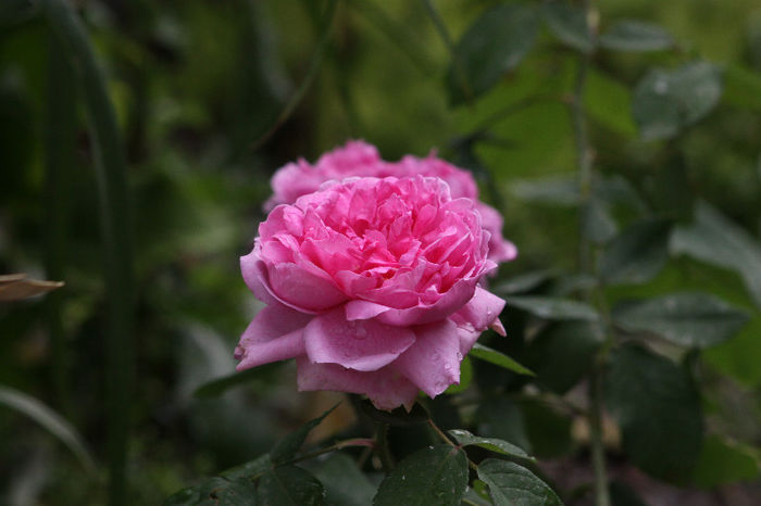 Comte de Chambord - Roses 2013