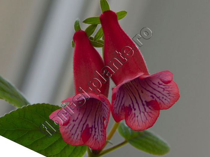 Sinningia Ugly Girl - GLOXINIA _ SINNINGIA