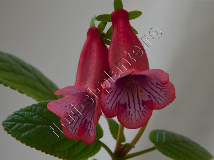 Sinningia Ugly Girl - GLOXINIA _ SINNINGIA