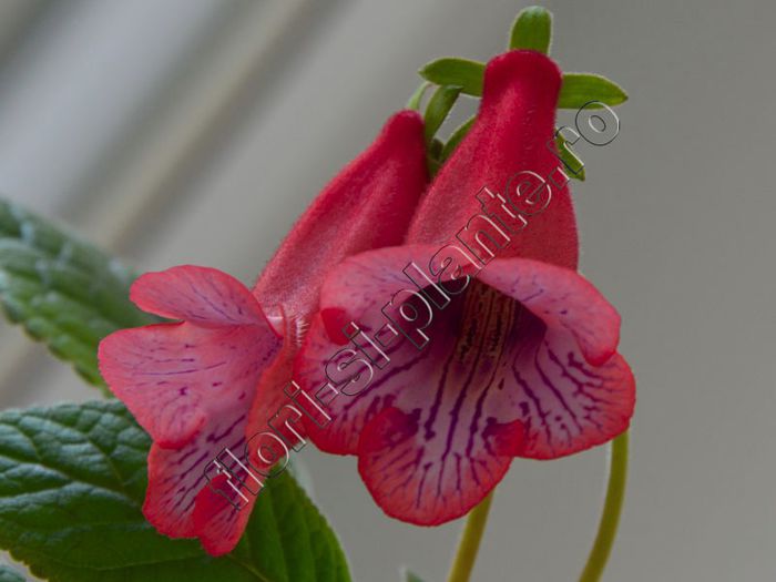 Sinningia Ugly Girl - GLOXINIA _ SINNINGIA