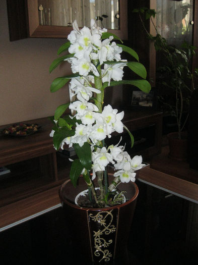 IMG_2695 - orhidee 2012-2013