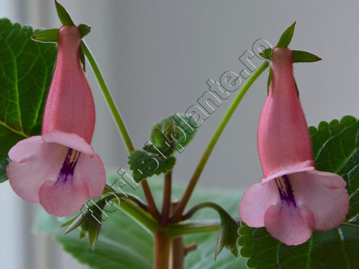 Sinningia California Gold - GLOXINIA _ SINNINGIA