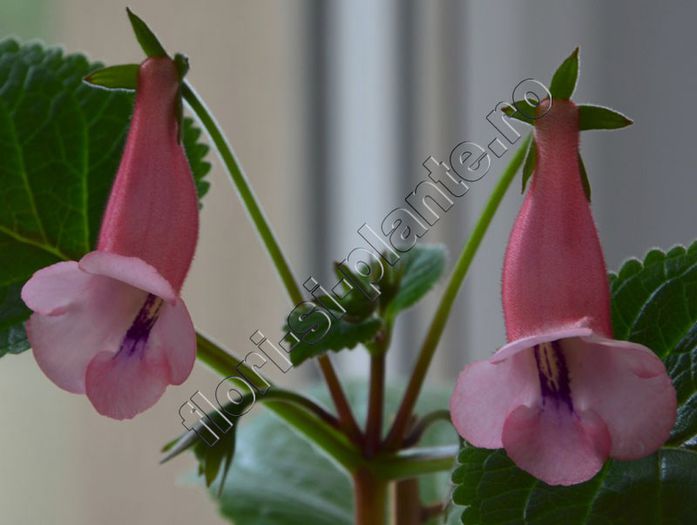 Sinningia California Gold - GLOXINIA _ SINNINGIA