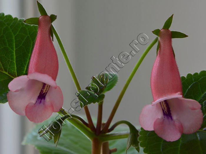 Sinningia California Gold - GLOXINIA _ SINNINGIA