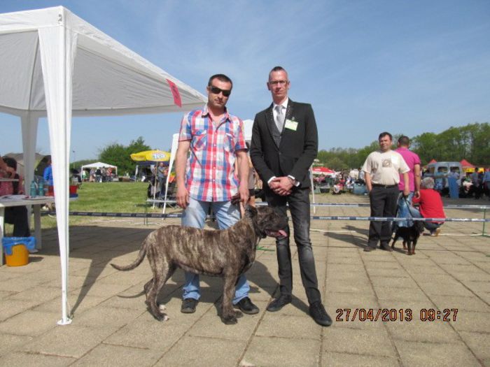 expo timis - dogo canario