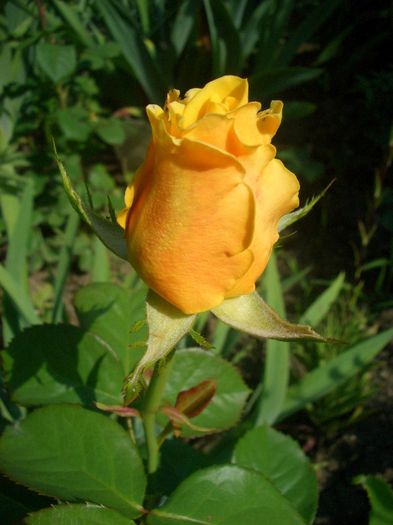 Mélissa ® • Golden Silk • SAUnelle; Hybrid Tea.  Bred by Bernard Sauvageot (France, 2000).
