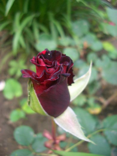 Marcel Pagnol ® • Graaf Lennart • Love's Promise™ • Matilda ™ • MEIsoyris • Red Cross • Velveteen; Grandiflora, Hybrid Tea.  Bred by Meilland International (France, 1994).
