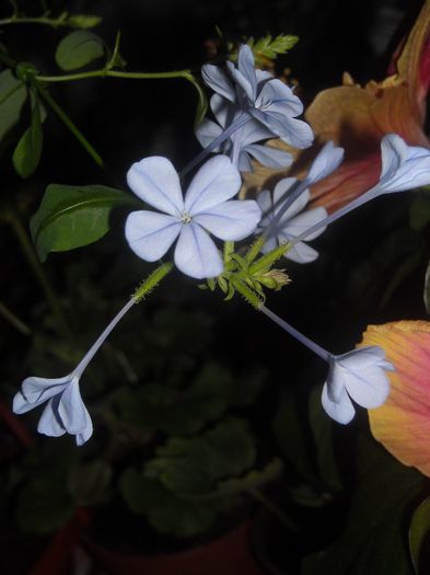 Plumbago - 0 Din florile mele