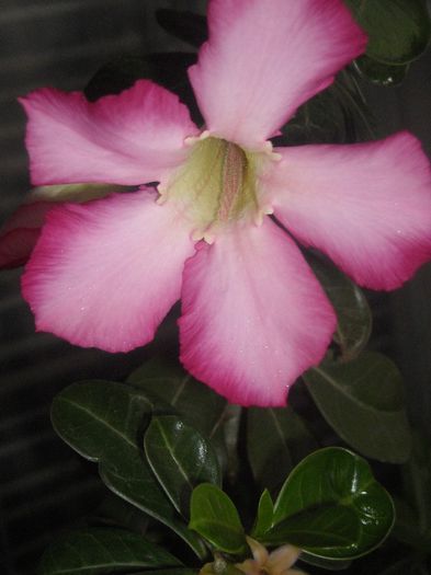 Adenium - 0 Din florile mele