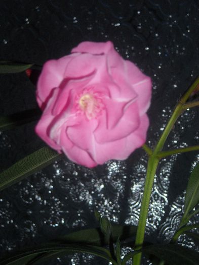 Roz - 0 Din florile mele