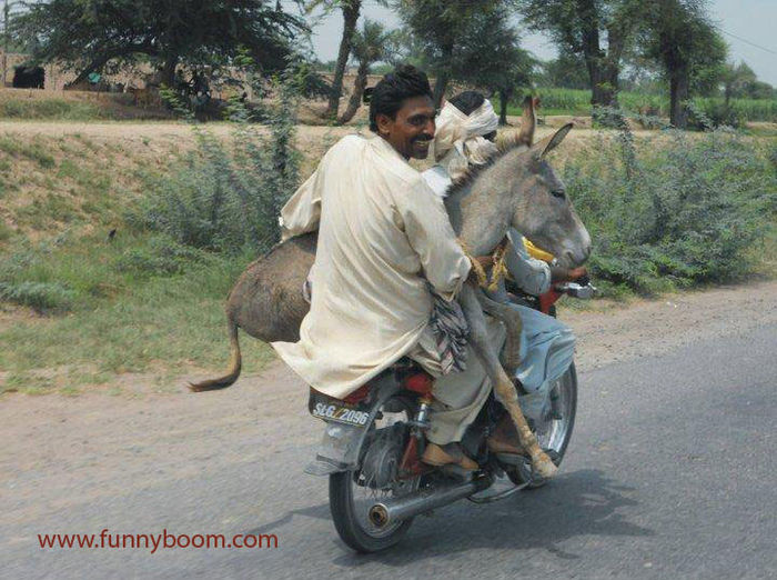 Funny-Animal- - Regii Transporturilor