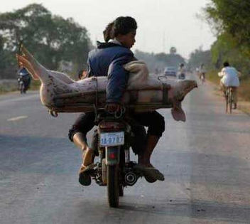 Pig-Transport-Cambodia - Regii Transporturilor