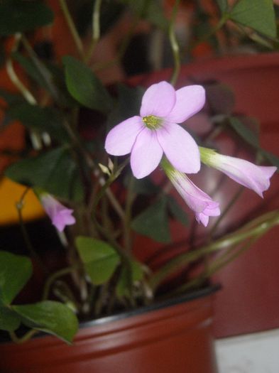 Oxalis lila - 0 Din florile mele