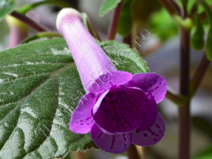 Sinningia HCYs Merry go round - GLOXINIA _ SINNINGIA