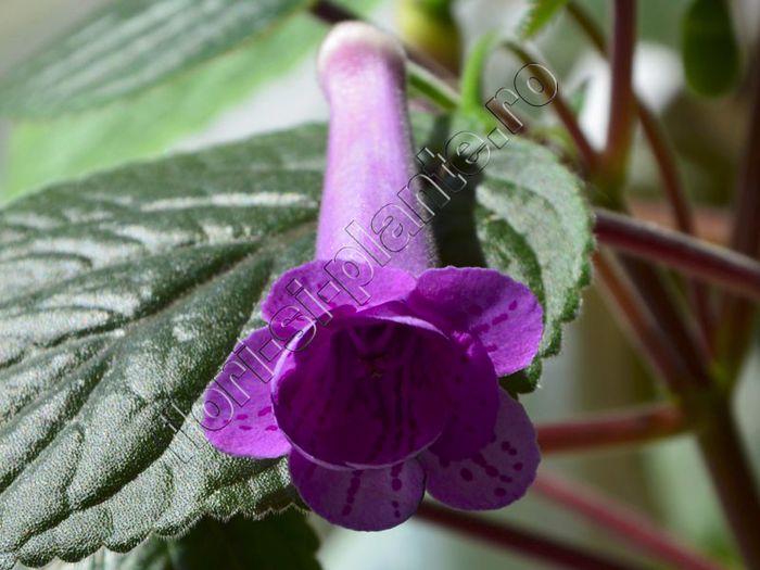 Sinningia HCYs Merry go round - GLOXINIA _ SINNINGIA