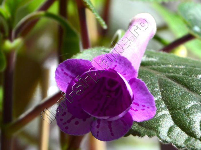 Sinningia HCYs Merry go round - GLOXINIA _ SINNINGIA