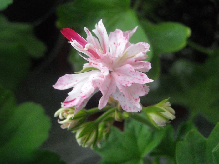 ? - 0 Din florile mele