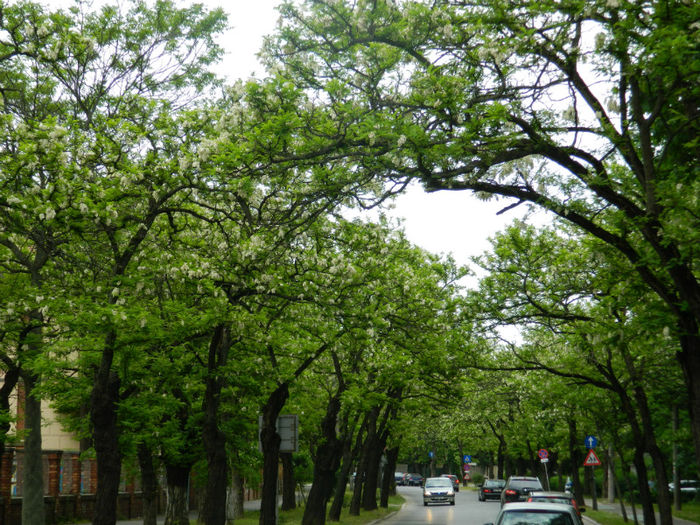 DSCN8247 - Timisoara 6 Mai 2013