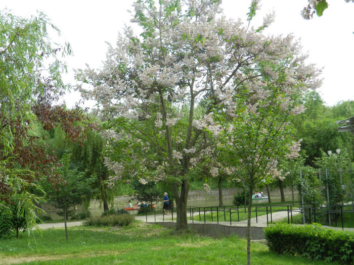 DSCN8297 - Timisoara 6 Mai 2013