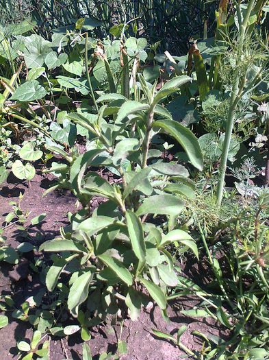 Stevia in gradina - stevia rebaudiana