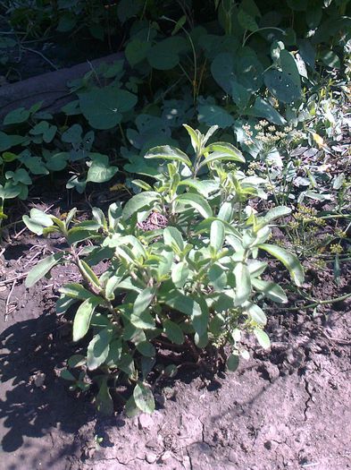 alta stevia tot in gradina - stevia rebaudiana