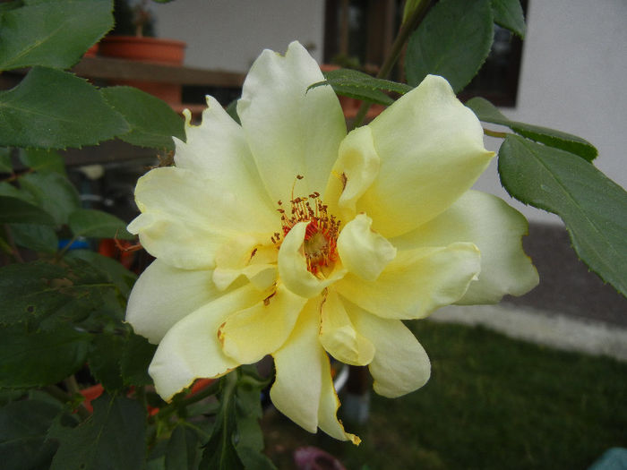 Rose Golden Showers (2012, Sep.09)