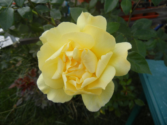 Rose Golden Showers (2012, Sep.12)