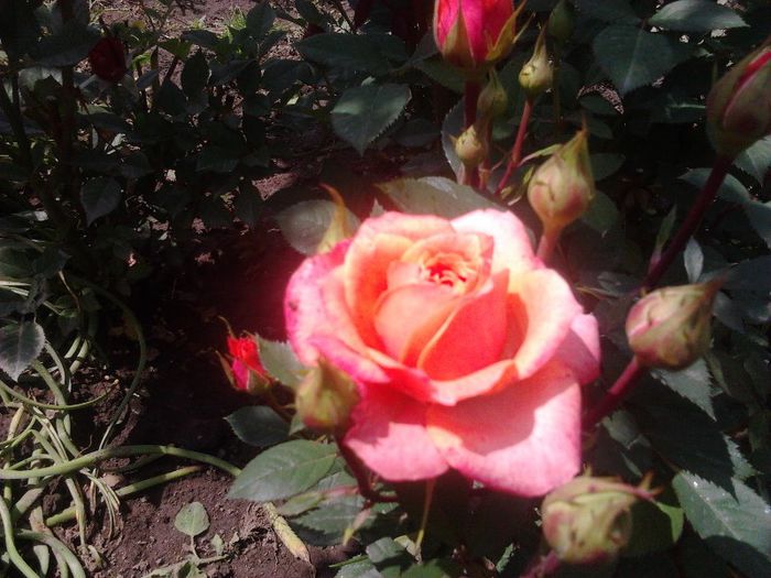 2013-05-25 12.17.06 - Trandafiri-primul an