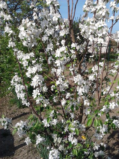 2013-05-01 09.24.29 - Legume si fructe in gradina mea