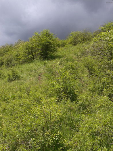 2013-05-26 11.55.11 - Fotografii 2013