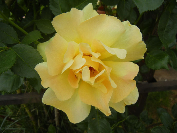 Rose Golden Showers (2013, May 17)