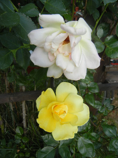 Rose Golden Showers (2013, May 18)