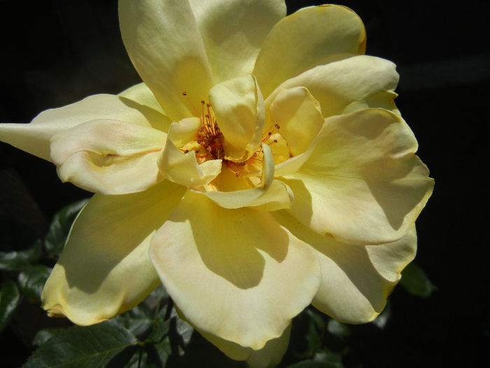 Rose Golden Showers (2013, May 19)
