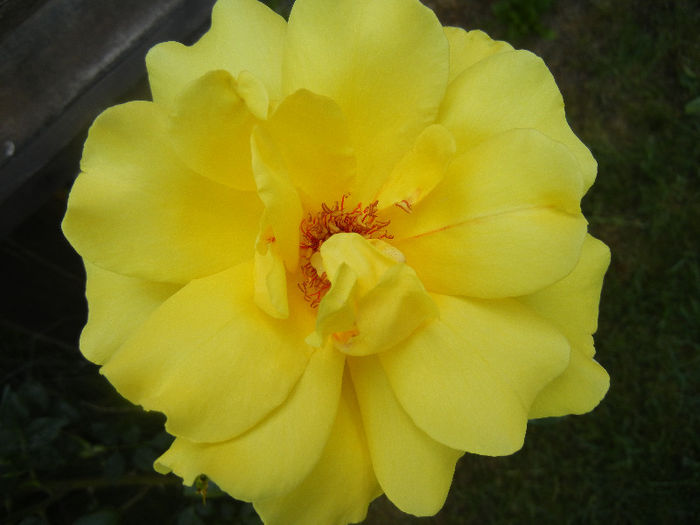Rose Golden Showers (2013, May 21)