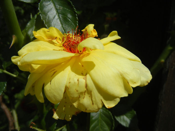 Rose Golden Showers (2013, May 28)