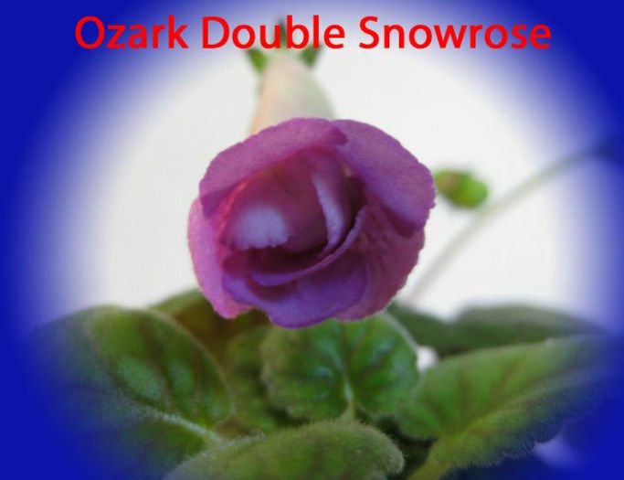 ozarkdoublesnowrose - x - Dorinte