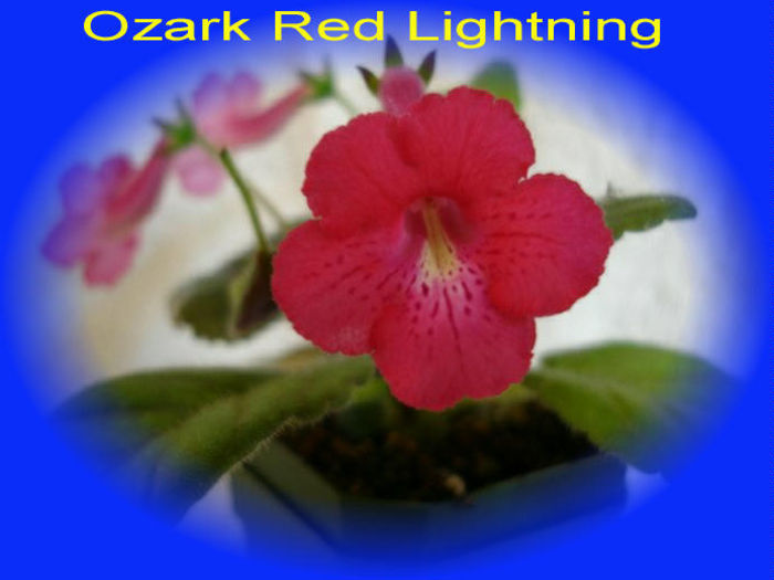 ozarkredlightning - x - Dorinte