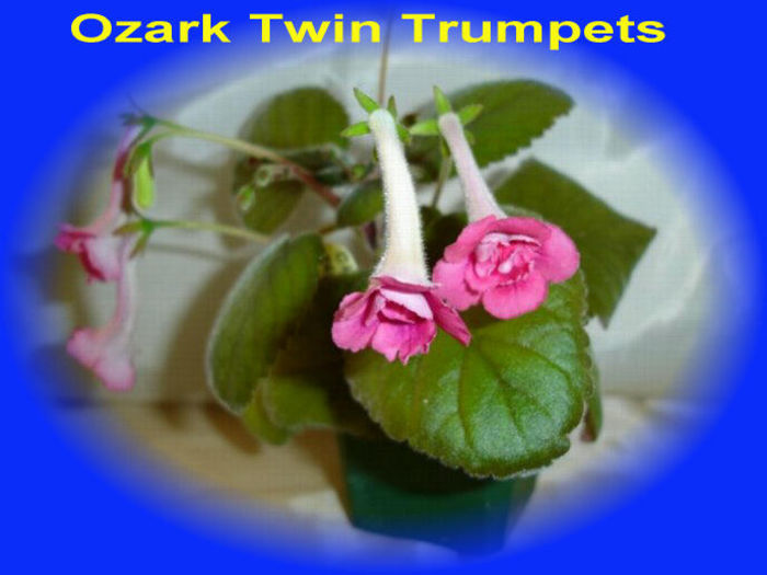 ozarktwintrumpets