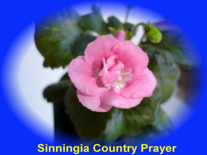 sinncountryprayer