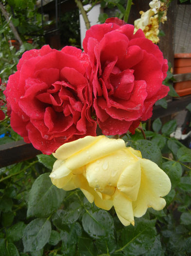 Blaze Superior&Golden Showers, 02jun13 - CLIMBING Roses