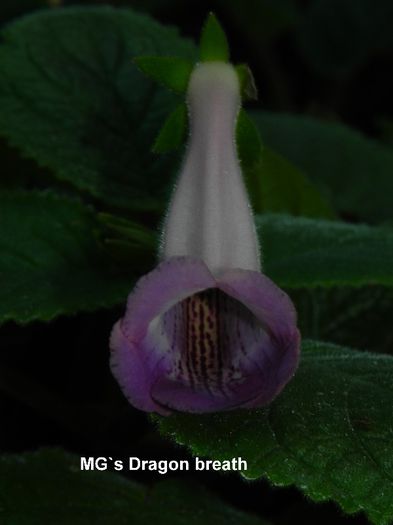  - MG s sinningia hybrids