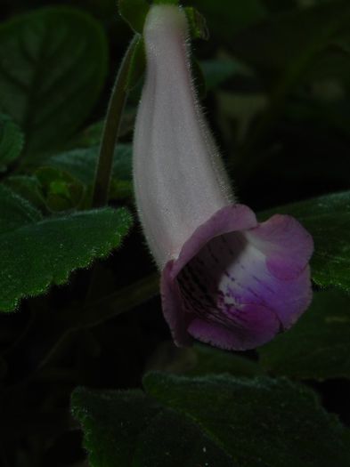  - MG s sinningia hybrids
