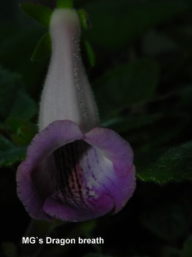  - MG s sinningia hybrids