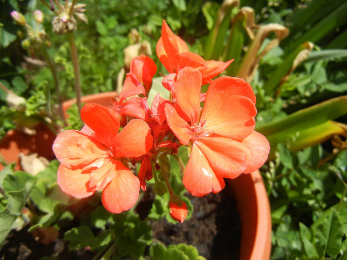 Red geranium (2013, May 28)