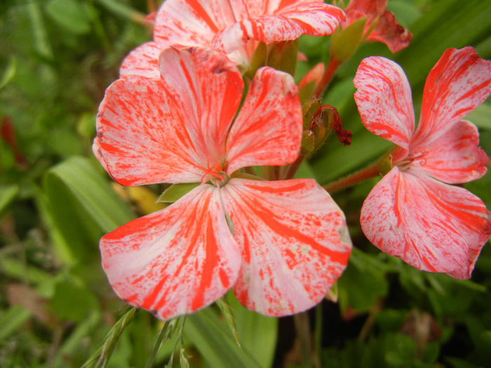 Red & White geranium (2013, May 29)