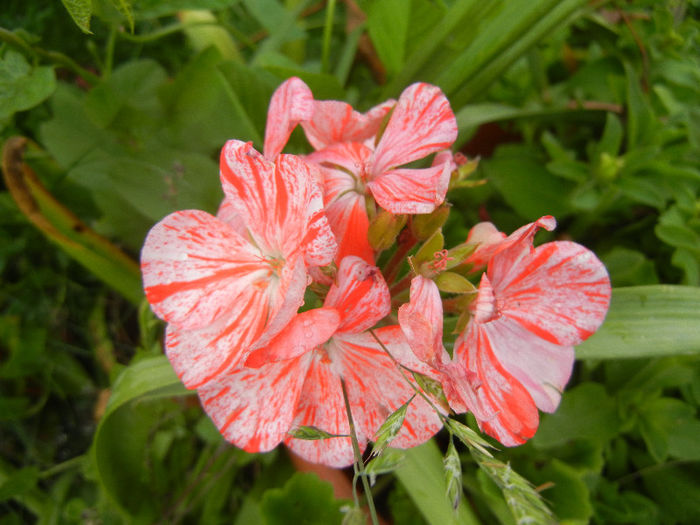 Red & White geranium (2013, June 02) - ZONAL Geraniums